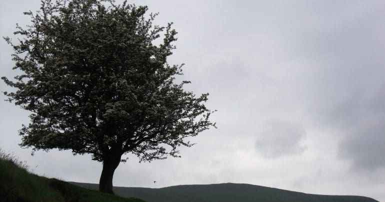Hawthorn tree on a grassy slope.