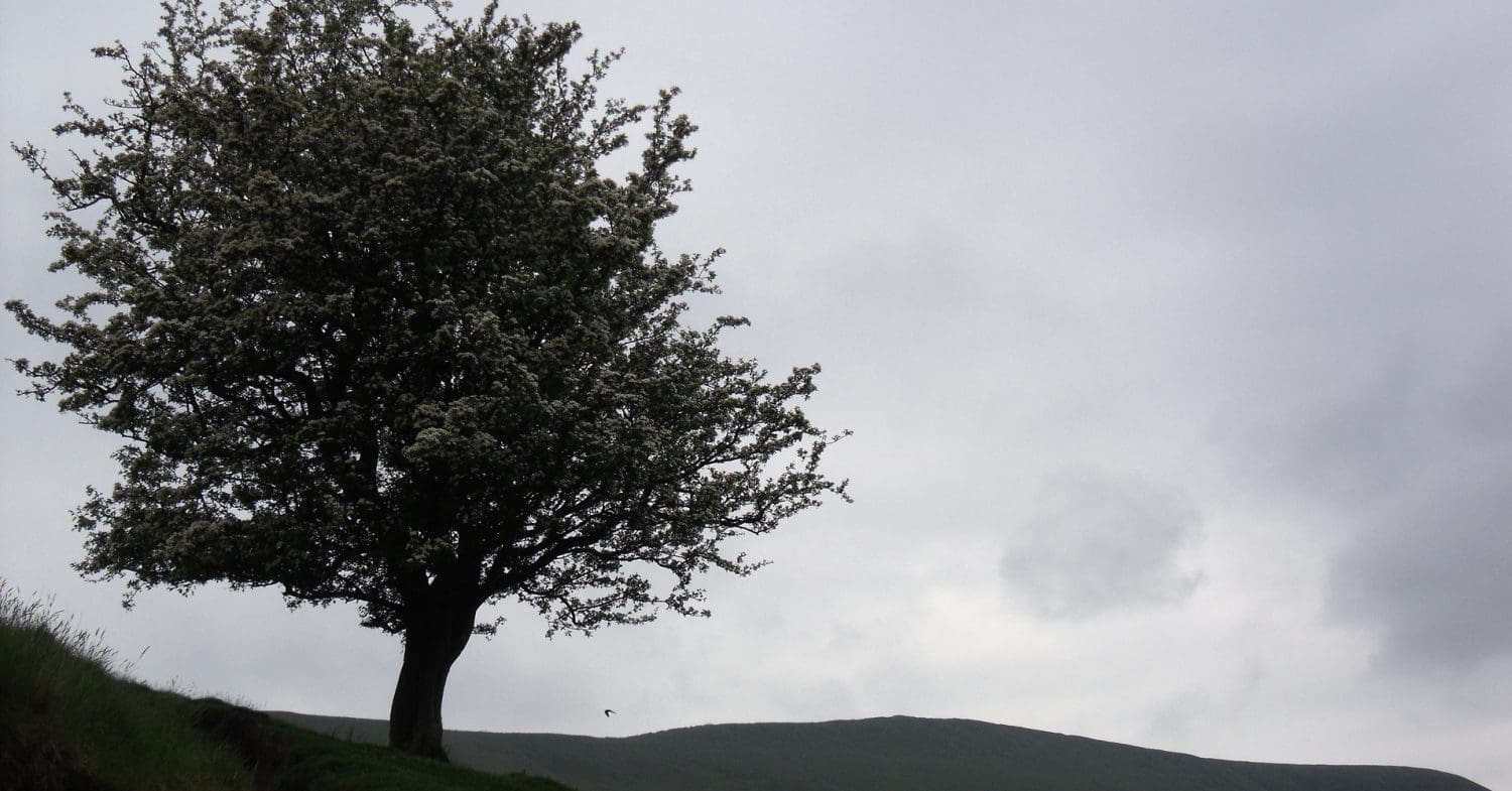 Hawthorn tree on a grassy slope.