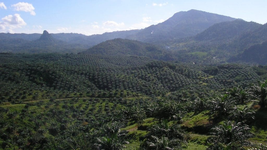 Palm oil plantation. Members of the Taskforce on Nature-related Financial Disclosure (TNFD) hold rights allegations for high-risk deforestation commodities like oil palm.