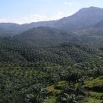 Palm oil plantation. Members of the Taskforce on Nature-related Financial Disclosure (TNFD) hold rights allegations for high-risk deforestation commodities like oil palm.