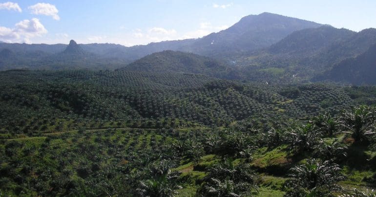 Palm oil plantation. Members of the Taskforce on Nature-related Financial Disclosure (TNFD) hold rights allegations for high-risk deforestation commodities like oil palm.