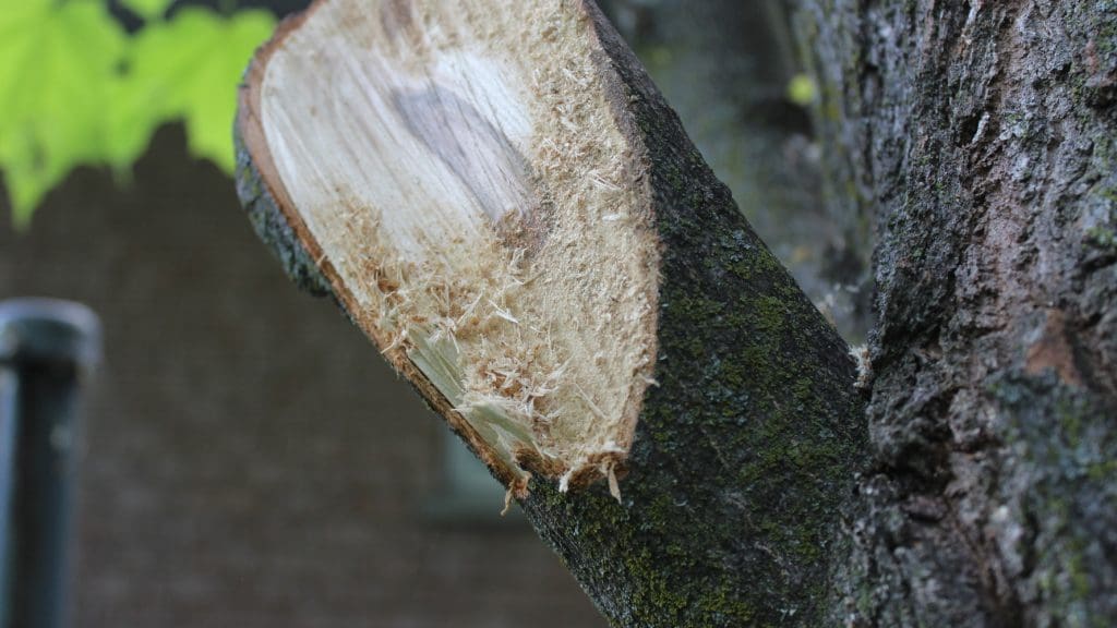 A tree with a sawn off branch. Scientists have discovered entire branches of the "Tree of Life" have gone extinct.