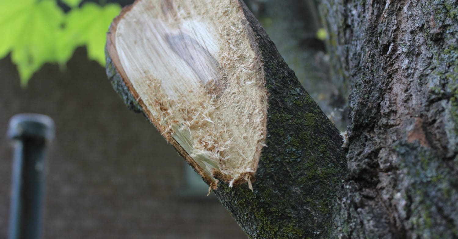 A tree with a sawn off branch. Scientists have discovered entire branches of the "Tree of Life" have gone extinct.