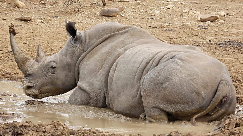 White rhino in Africa.