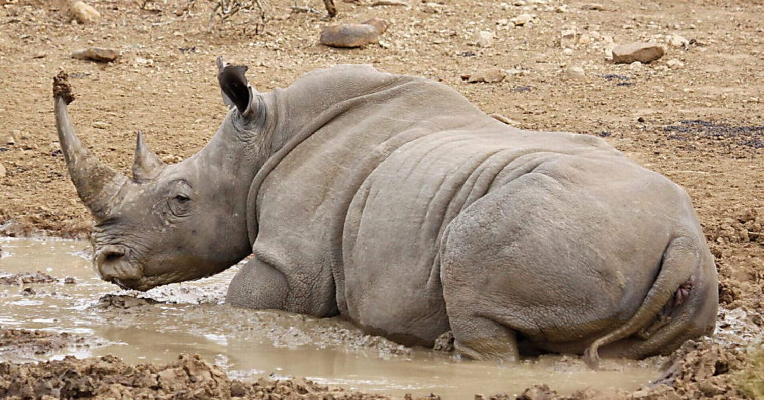 White rhino in Africa.