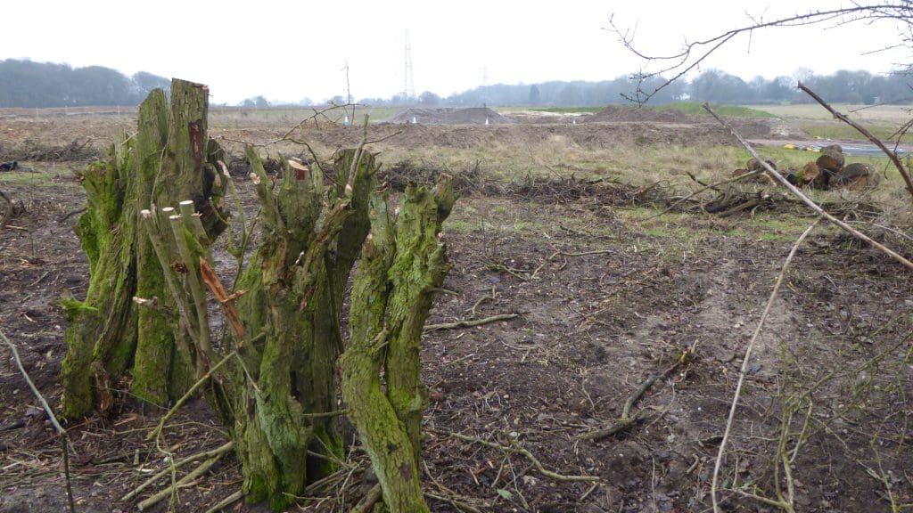 Tree cut down to build HS2 in Chiltern