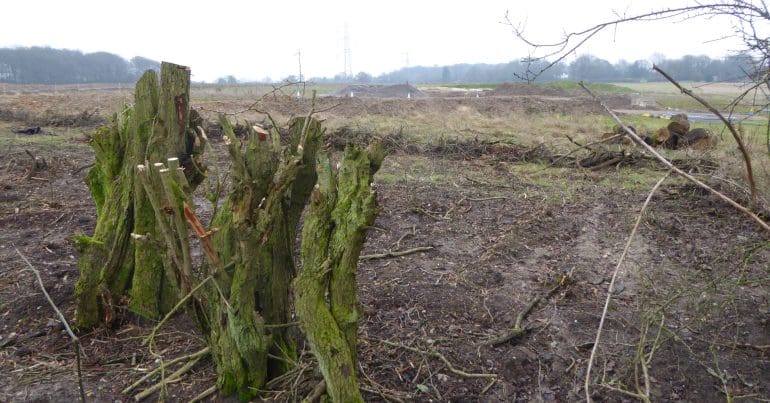 Tree cut down to build HS2 in Chiltern