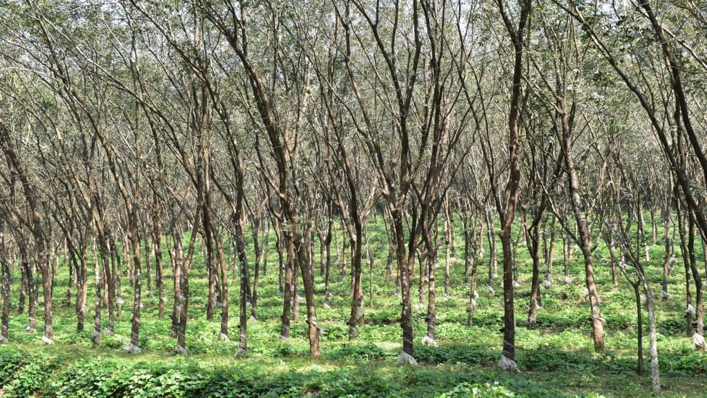A rubber plantation.