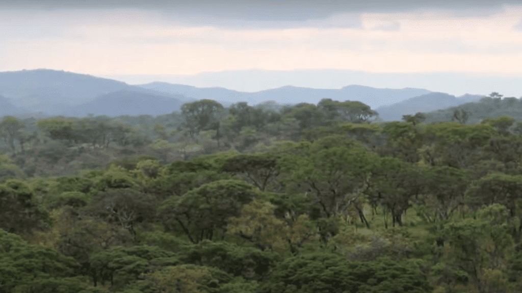 Kariba REDD+ carbon offset project in Zimbabwe.