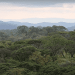 Kariba REDD+ carbon offset project in Zimbabwe.