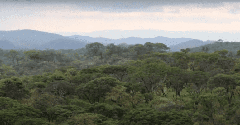 Kariba REDD+ carbon offset project in Zimbabwe.