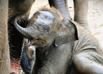 A baby elephant in Malaysia