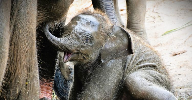 A baby elephant in Malaysia