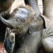 A baby elephant in Malaysia