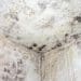 A mouldy damp wall Wales fuel poverty