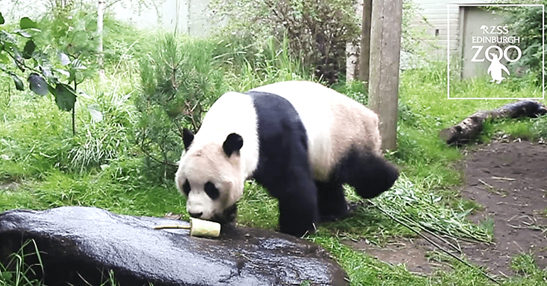Panda Yang Guan and Tian Tian