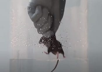 A hand holding a mouse forced swim test PETA animal rights