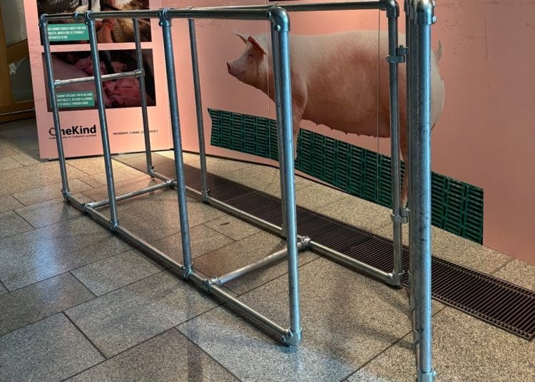 OneKind Stand Up For Pigs Scottish government