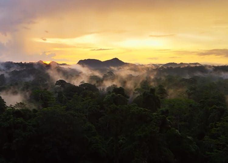 Amazon rainforest zoonotic diseases