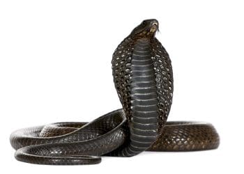 a cobra Born Free