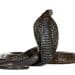 a cobra Born Free