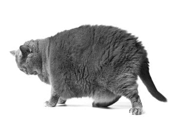 A Fat grey cat representing the High Pay Centre