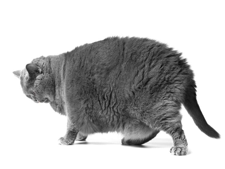 A Fat grey cat representing the High Pay Centre