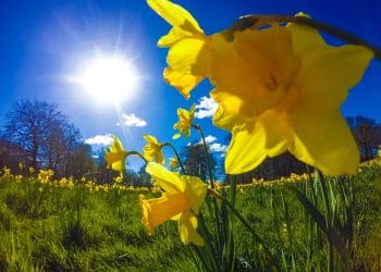 Daffodils in a field St David's Day Wales