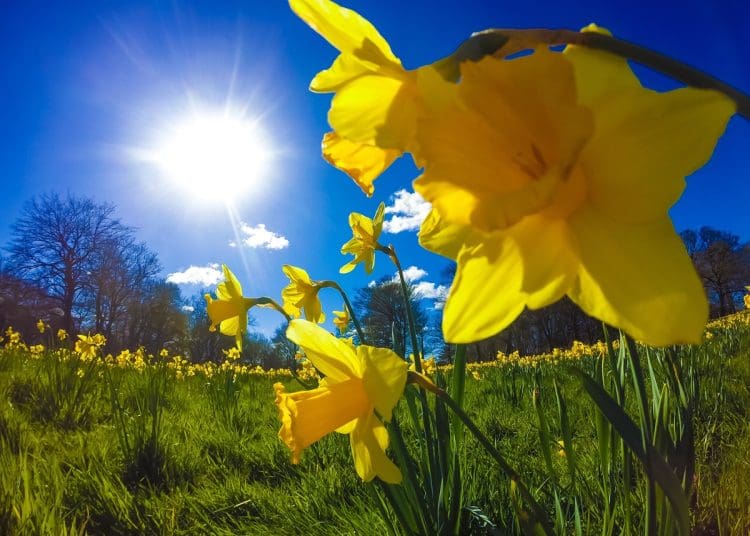 Daffodils in a field St David's Day Wales