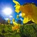 Daffodils in a field St David's Day Wales