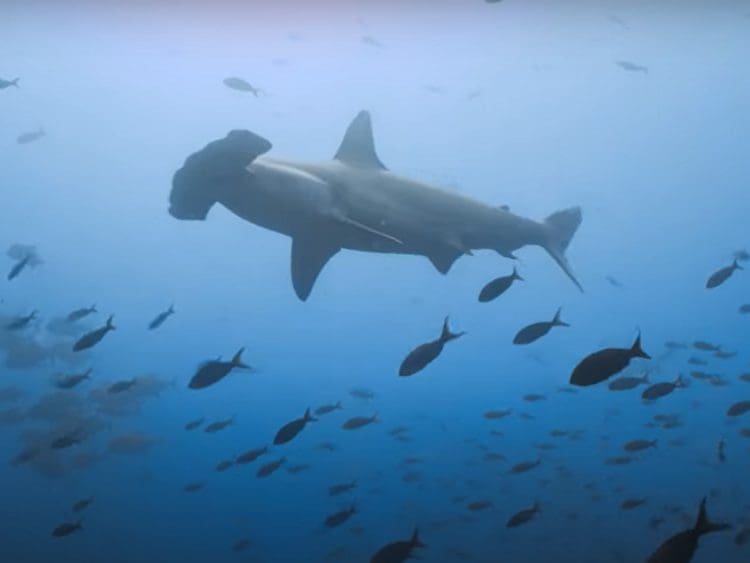 Hammerhead shark in the Galapagos Marine Reserve high seas galapagos greenpeace