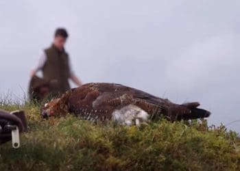 Grouse shooting a dead grouse on the ground with a man in the background