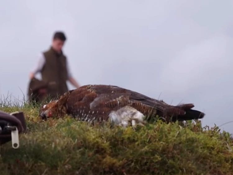 Grouse shooting a dead grouse on the ground with a man in the background
