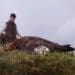 Grouse shooting a dead grouse on the ground with a man in the background