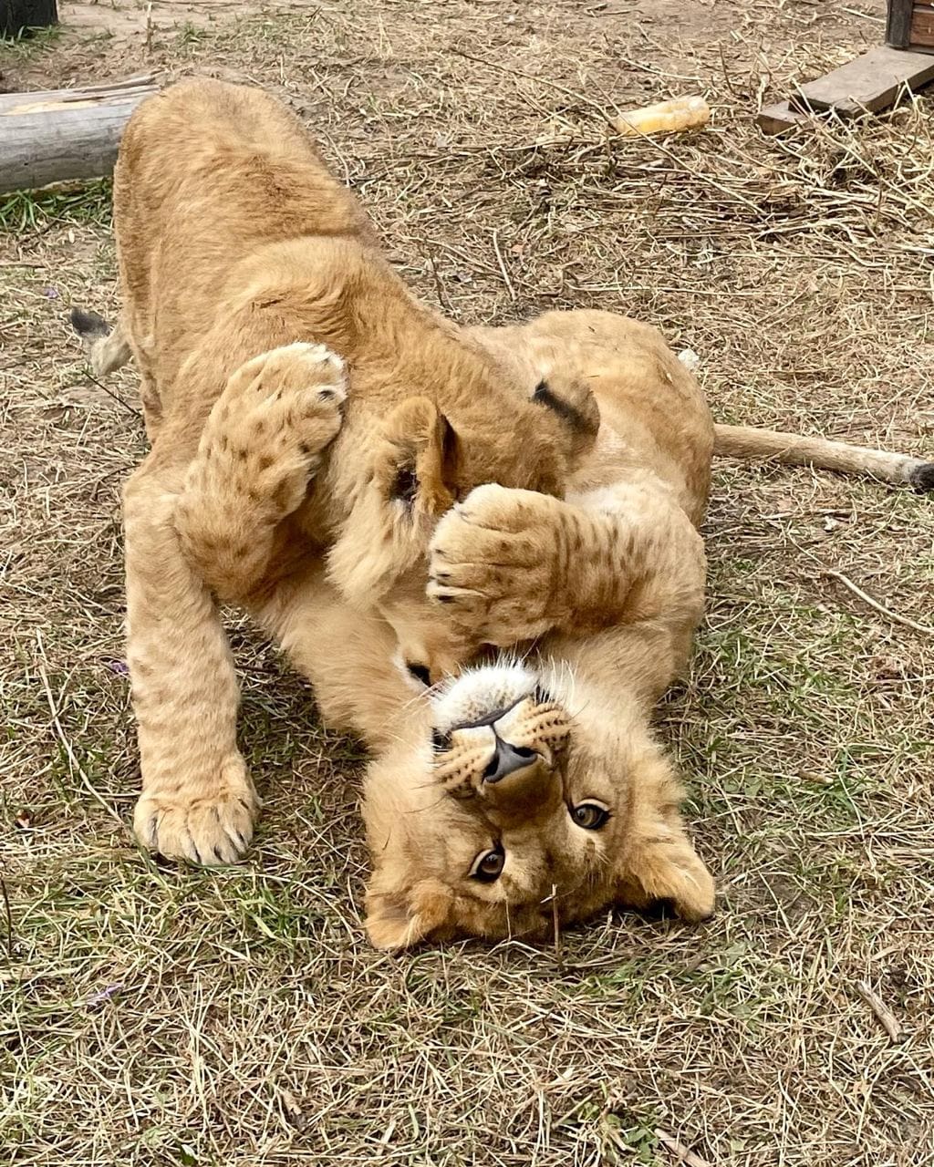 Tsar and Jamil playing in the hay at the Ukraine rescue centre.