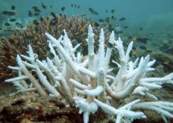 Bleached branching coral stands out against healthier coral in the background Great Barrier Reef