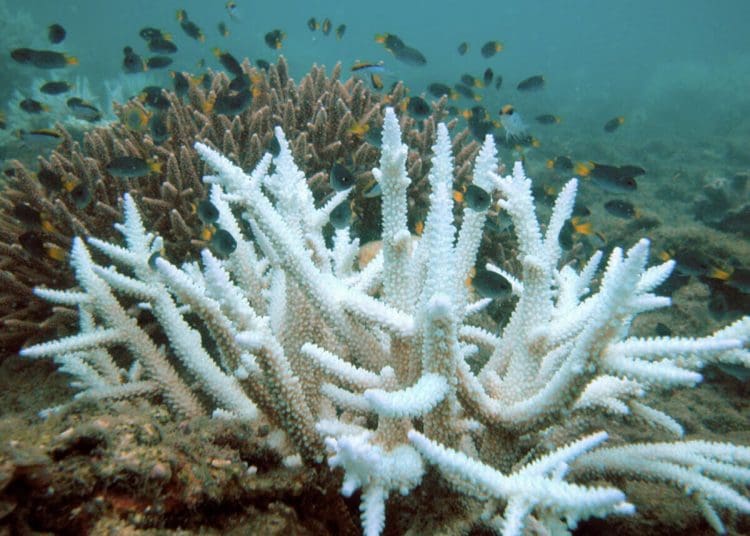 Bleached branching coral stands out against healthier coral in the background Great Barrier Reef