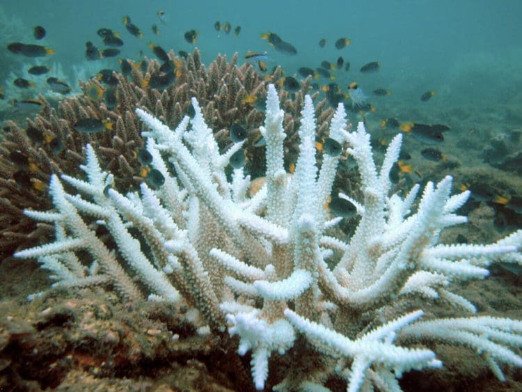 Bleached branching coral stands out against healthier coral in the background Great Barrier Reef
