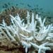 Bleached branching coral stands out against healthier coral in the background Great Barrier Reef