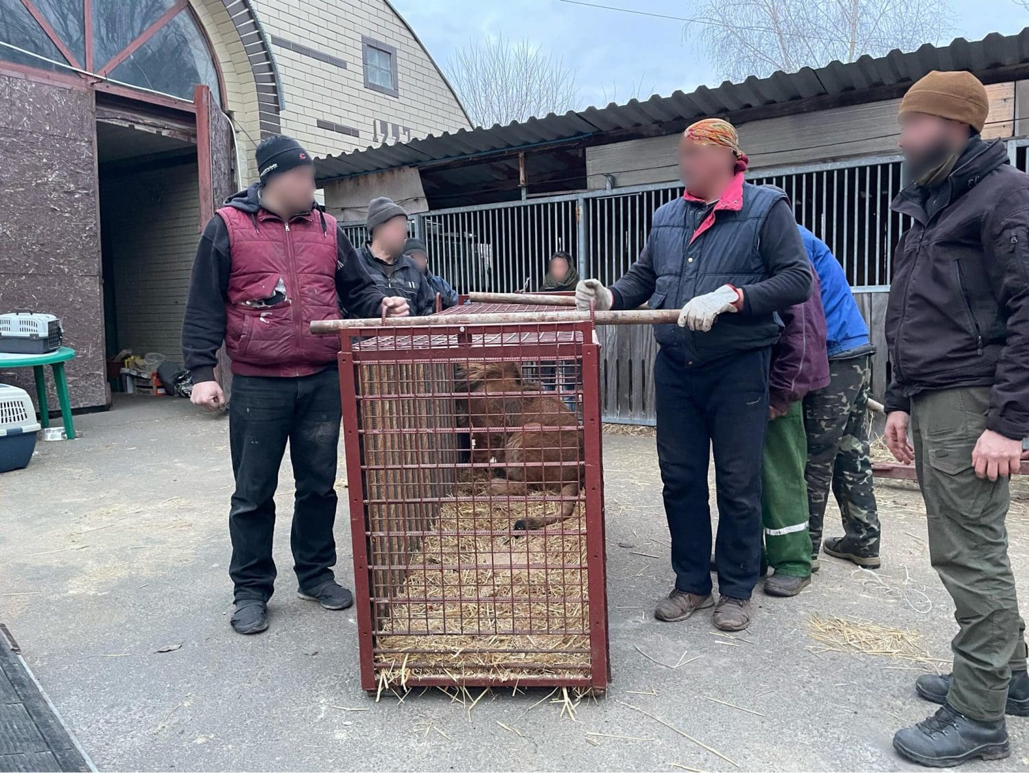 Rescue team transporting Tsar and Jamil in a crate to Poland.