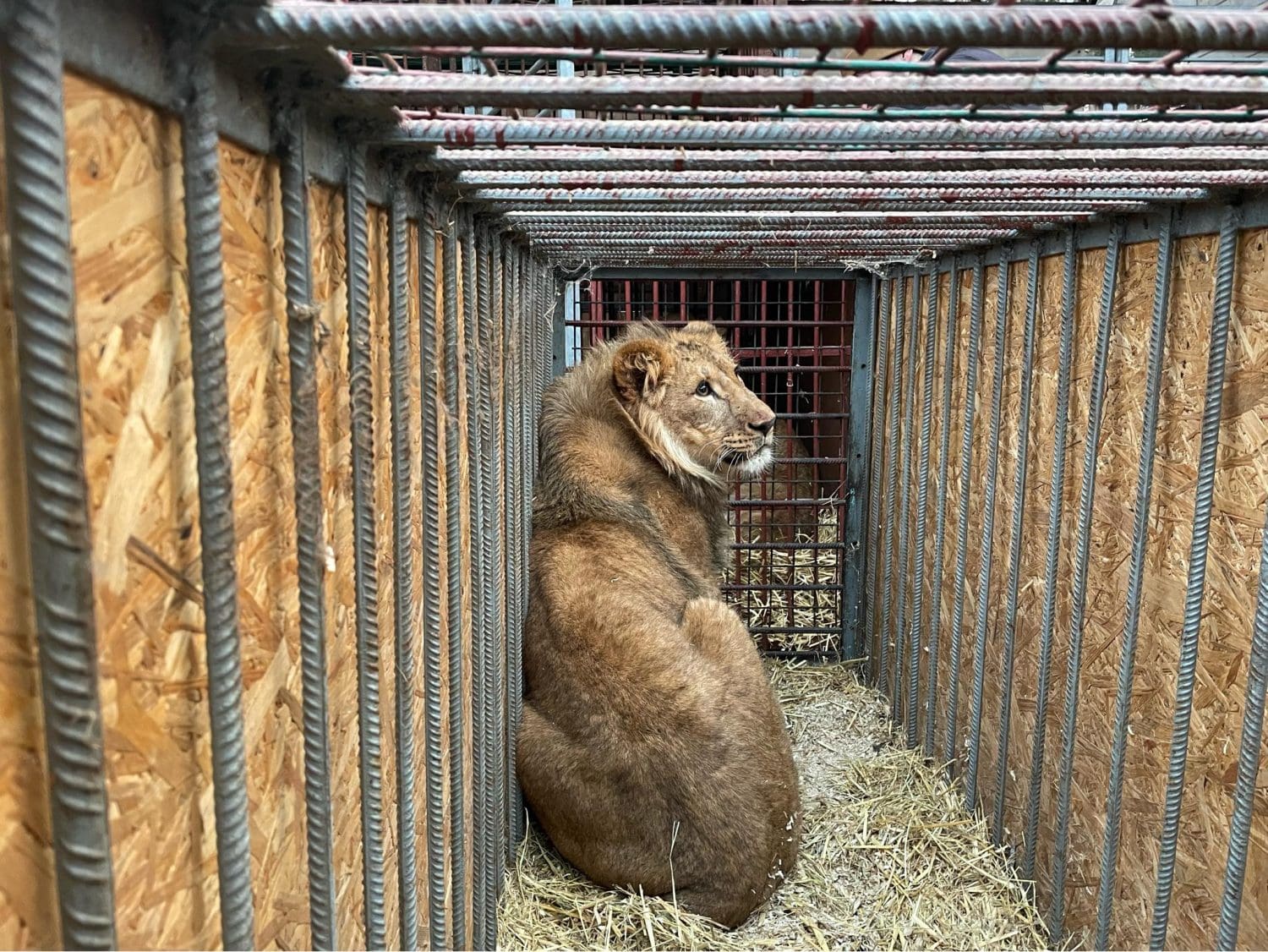 Tsar or Jamil loaded into a crate for their journey to Belgium.