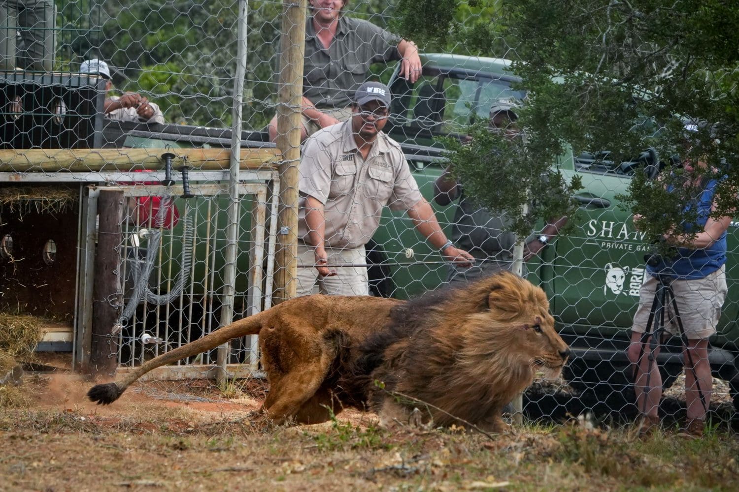 Jamil being released into his new home. Born Free