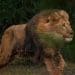 Lion rescued from Ukraine running in the natural bush of his new enclosure Born Free