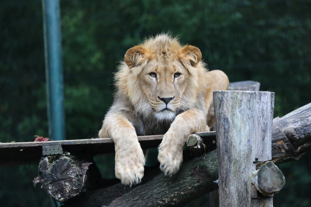 Tsar at Natuurhulpcentrum. Born Free