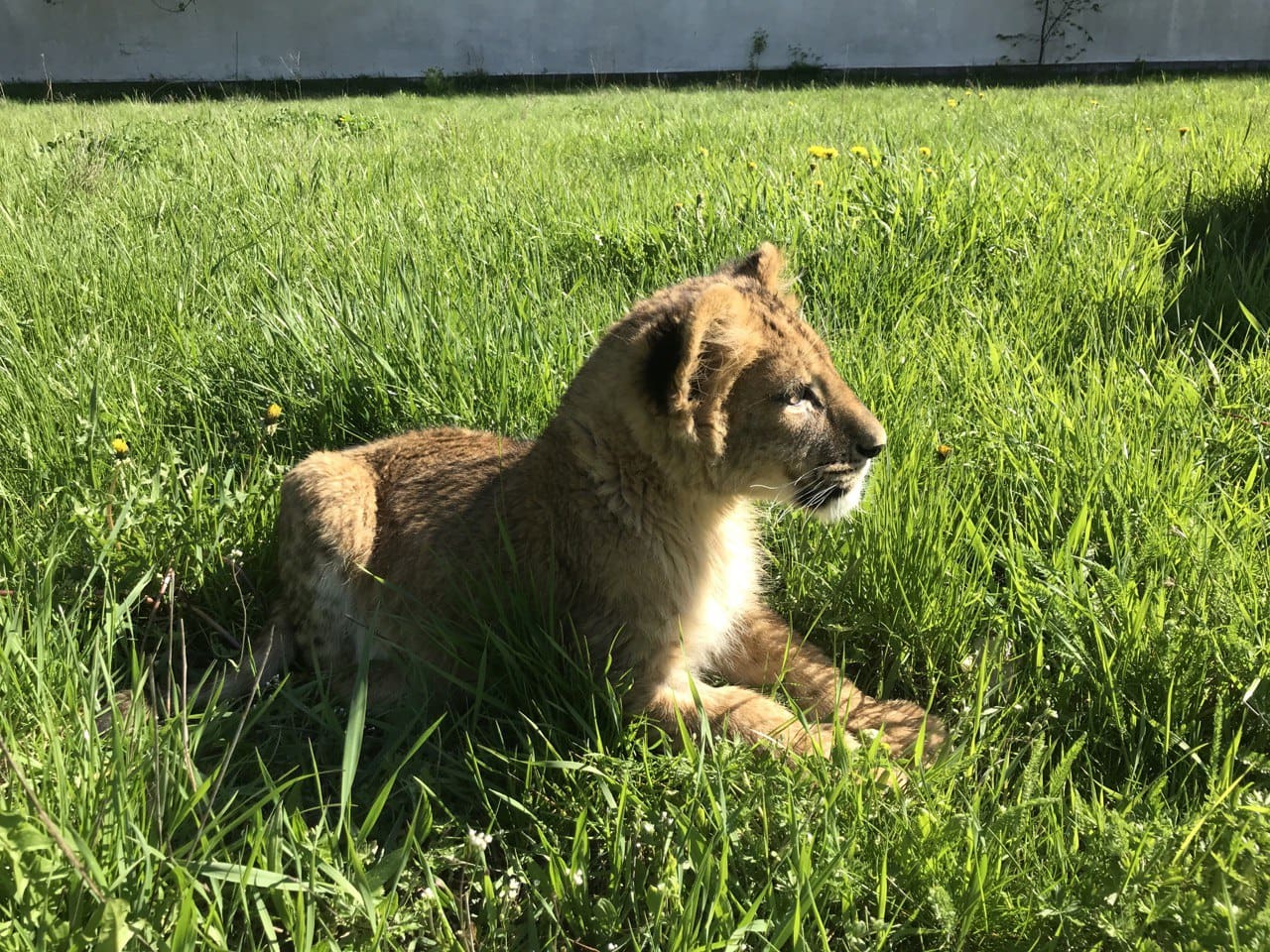 Tsar sitting in the grass at the Ukraine rescue centre.