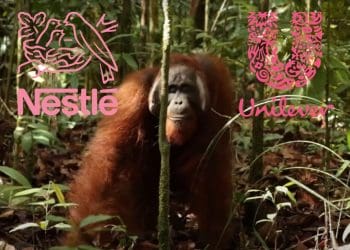 Orangutan walking through a forest with Unilever and Nestle logos deforestation