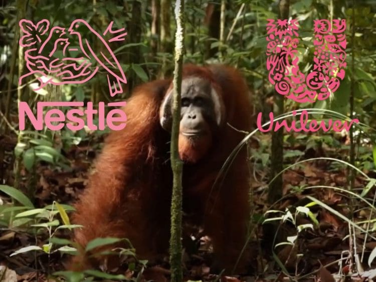 Orangutan walking through a forest with Unilever and Nestle logos deforestation