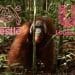 Orangutan walking through a forest with Unilever and Nestle logos deforestation