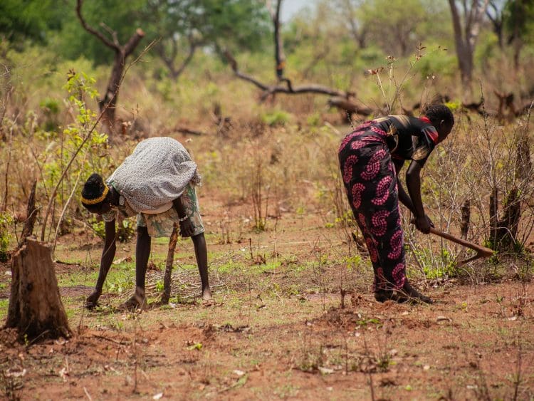 Women clearing land for farming in Sudan UN FAO climate crisis