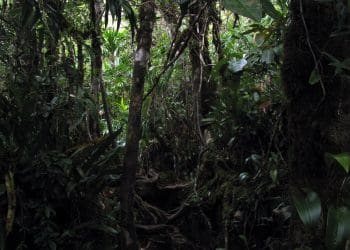 Amazon rainforest.